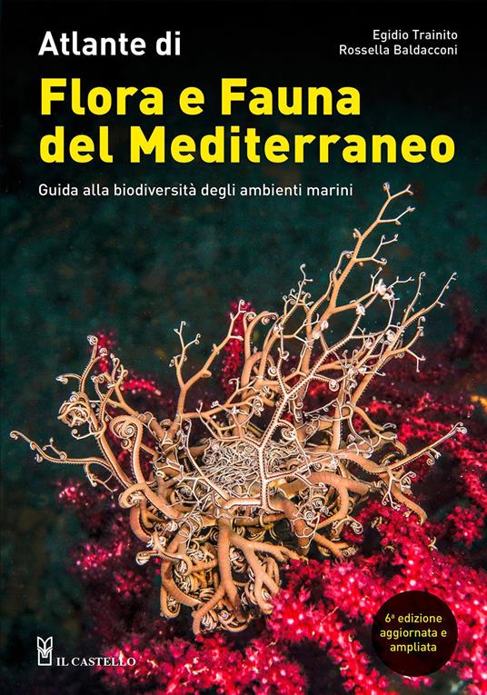 Atlante di flora e fauna del Mediterraneo. Guida alla biodiversità degli ambienti marini. Ediz. illustrata - Egidio Trainito,Rossella Baldacconi - copertina