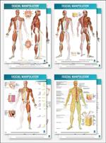 Fascial manipulation. 4 posters package