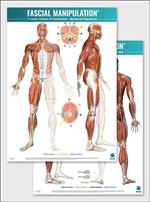 Fascial manipulation. 1st level poster: centers of coordination-myofascial sequences