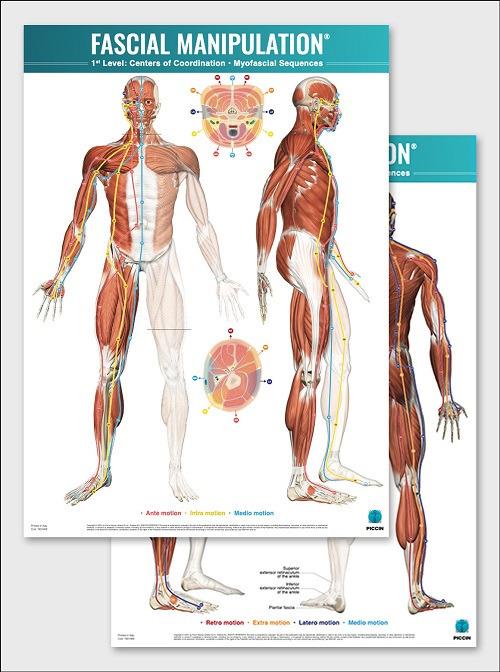 Fascial manipulation. 1st level poster: centers of coordination-myofascial sequences - Stecco - copertina