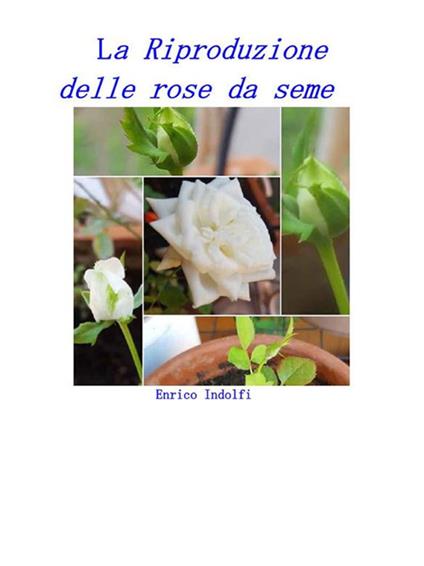 La riproduzione delle rose da seme - Enrico Indolfi - ebook