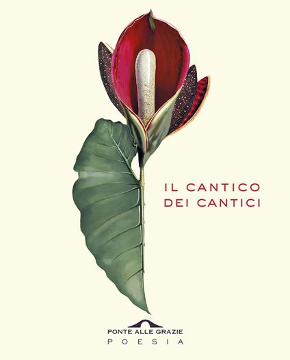 Il cantico dei cantici. Testo ebraico a fronte - copertina