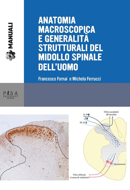 Anatomia macroscopica e generalità strutturali del midollo spinale dell'uomo - Francesco Fornai,Michela Ferrucci - copertina