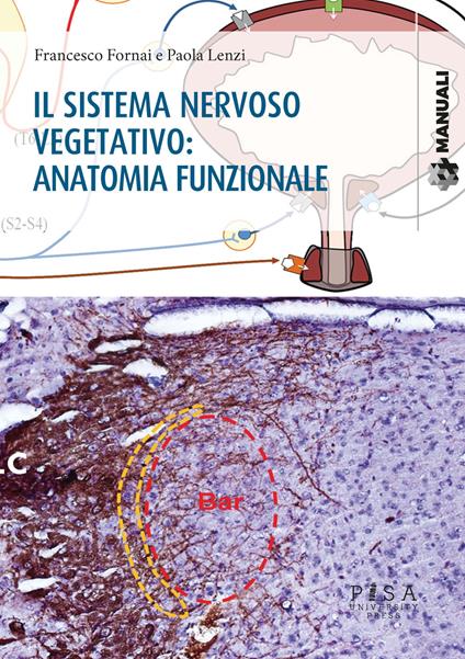 Il sistema nervoso vegetativo: anatomia funzionale - Francesco Fornai,Paola Lenzi - copertina