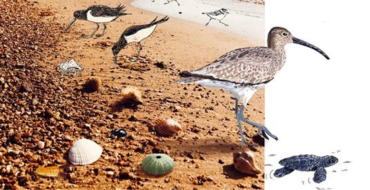 In riva al mare. Guida pratica per esploratori di litorali - Elisabetta Mitrovic - 2