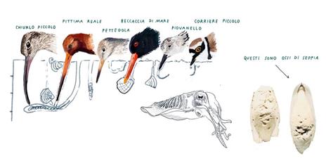 In riva al mare. Guida pratica per esploratori di litorali - Elisabetta Mitrovic - 3