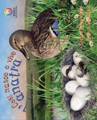 Così nasce e vive l'anatra - Claire Llewellyn - copertina