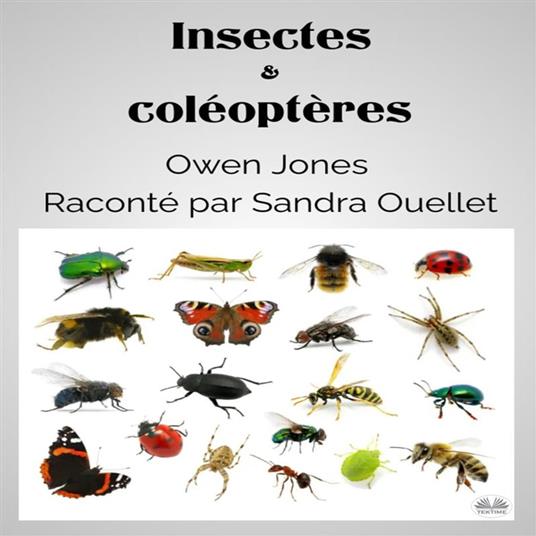 Insectes Et Coléoptères