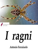 I ragni