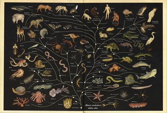 Animalium. Il grande museo degli animali. Ediz. illustrata - Katie Scott,Jenny Broom - 3