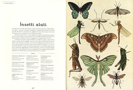 Animalium. Il grande museo degli animali. Ediz. illustrata - Katie Scott,Jenny Broom - 4