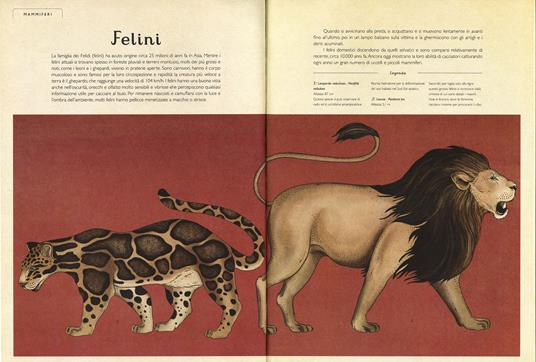 Animalium. Il grande museo degli animali. Ediz. illustrata - Katie Scott,Jenny Broom - 6