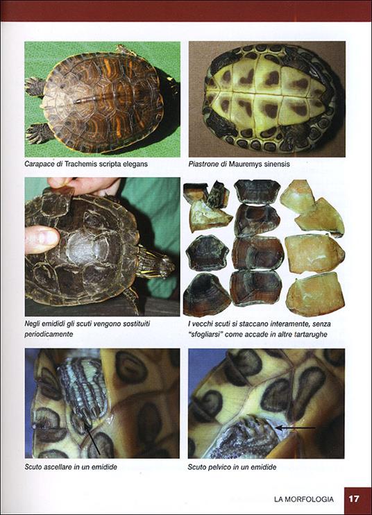 Tartarughe acquatiche - Massimo Millefanti - 4