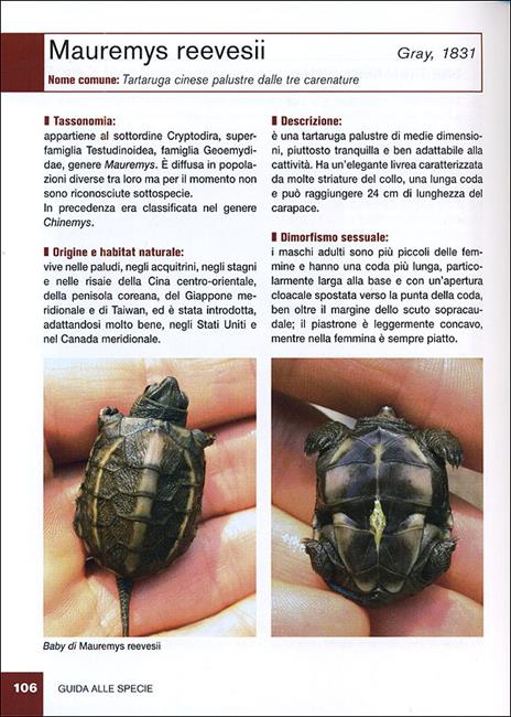 Tartarughe acquatiche - Massimo Millefanti - 6