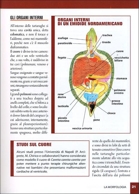 Tartarughe acquatiche - Massimo Millefanti - 3