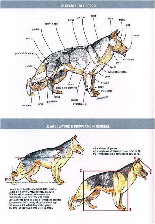 Enciclopedia. Pastore tedesco. Ediz. illustrata - Giorgio Teich Alasia - 3