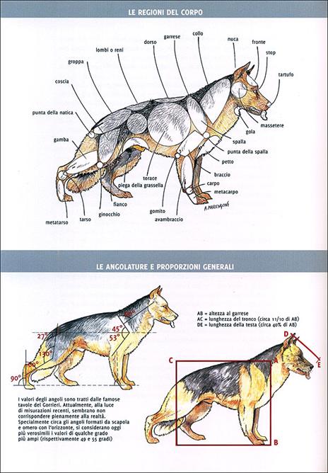 Enciclopedia. Pastore tedesco. Ediz. illustrata - Giorgio Teich Alasia - 5