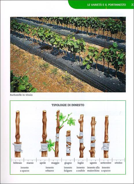 Coltivare la vite. Le varietà, le forme di allevamento, le cure dall'impianto alla raccolta - Pierluigi Villa - 3