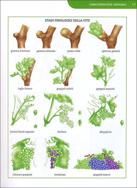 Coltivare la vite. Le varietà, le forme di allevamento, le cure dall'impianto alla raccolta - Pierluigi Villa - 4