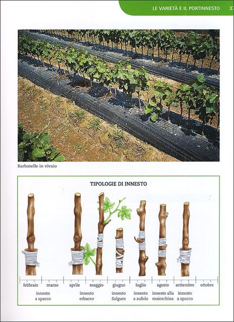 Coltivare la vite. Le varietà, le forme di allevamento, le cure dall'impianto alla raccolta - Pierluigi Villa - 5