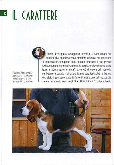 Beagle - Elena Rapello Faion - 2