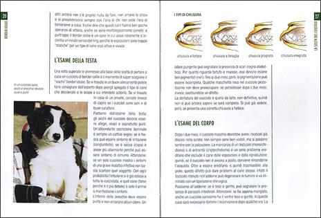 Border collie - Valeria Rossi - 2