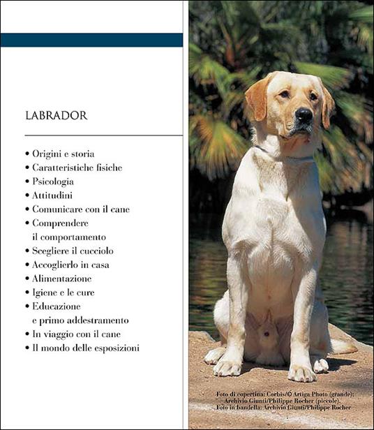 Labrador - Luisa Ginoulhiac - 2