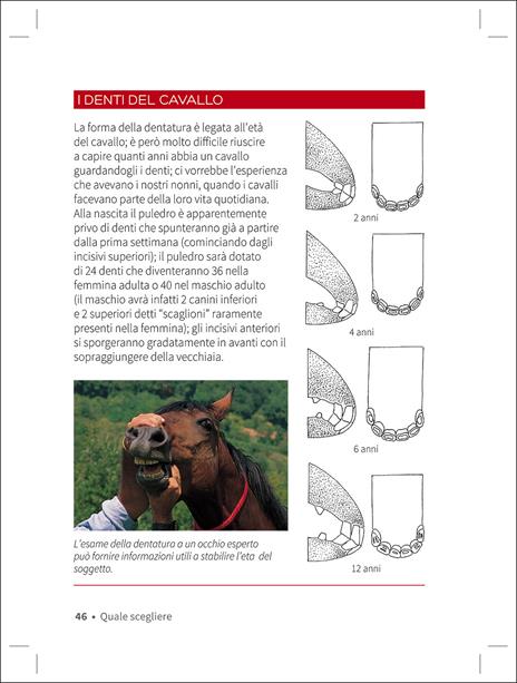 Cavallo. Il manuale completo - Ippolita Orsi - 2