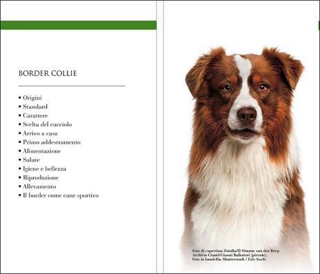 Border collie - Valeria Rossi - 3