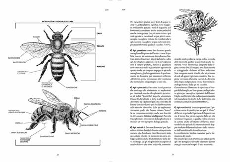 Dizionario di apicultura - Corrado Rainaldi - 5