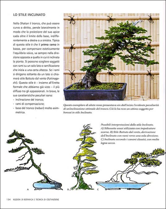 L' arte del bonsai. Storia, estetica, tecniche e segreti di coltivazione - Antonio Ricchiari - ebook - 4