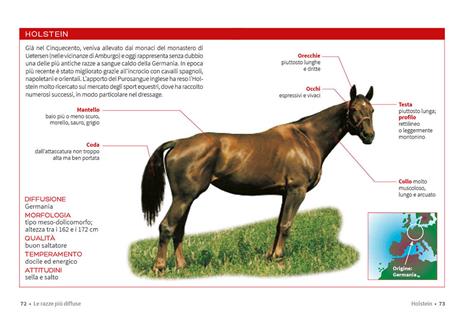 Cavallo. Il manuale completo - Ippolita Orsi - 3
