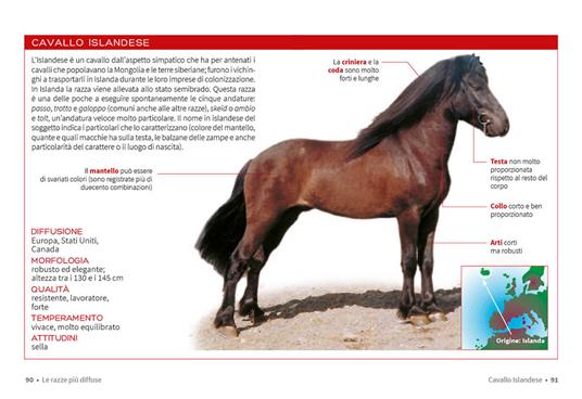 Cavallo. Il manuale completo - Ippolita Orsi - 2