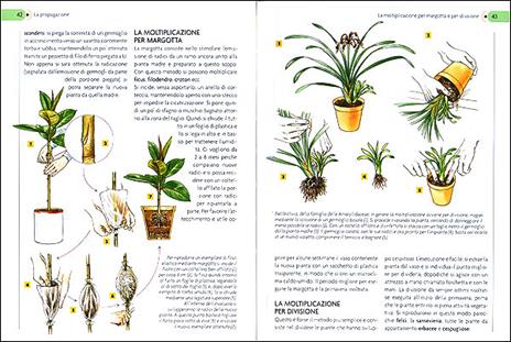 Piante in casa. Scelta, cura e coltivazione - 2