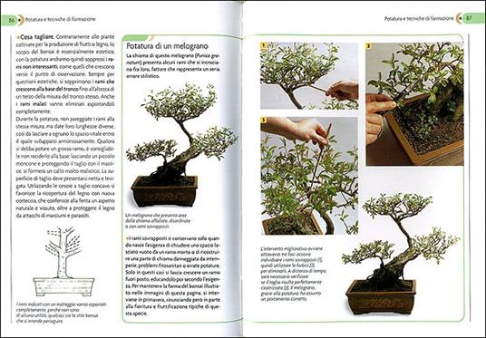 Bonsai. Stili, legature e potature - 3