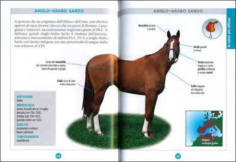 Cavallo. Il manuale completo - Ippolita Orsi - 2