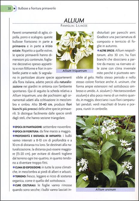 Bulbose. Varietà, fioritura e cure colturali - Mimma Pallavicini - 2