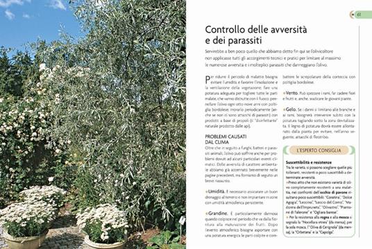 L'olivo. Coltivazione, raccolta e utilizzo - Adriano Del Fabro - 4