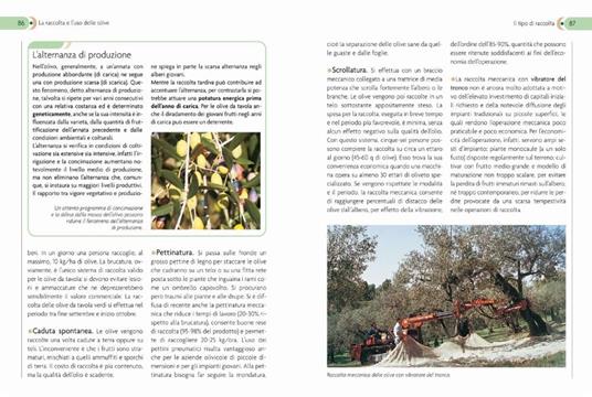 L'olivo. Coltivazione, raccolta e utilizzo - Adriano Del Fabro - 5