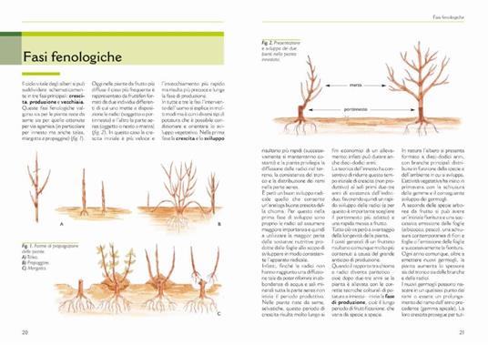 Il grande libro della potatura e degli innesti - Enrica Boffelli,Anna Furlani Pedoja,Guido Sirtori - 4