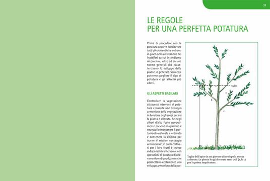 Potature e innesti per le piante da frutto - Adriano Del Fabro - 6
