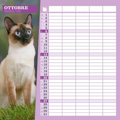Calendario gatti 2024 - 5