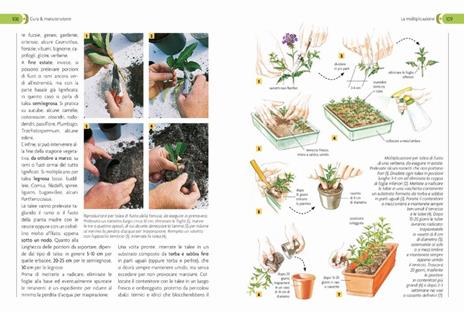 Giardino in vaso sul balcone e terrazzo - Eliana Ferioli - 6