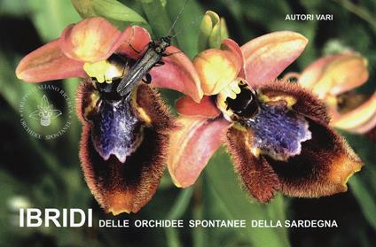 Ibridi delle orchidee spontanee della Sardegna - copertina