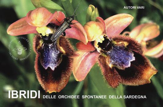 Ibridi delle orchidee spontanee della Sardegna - copertina