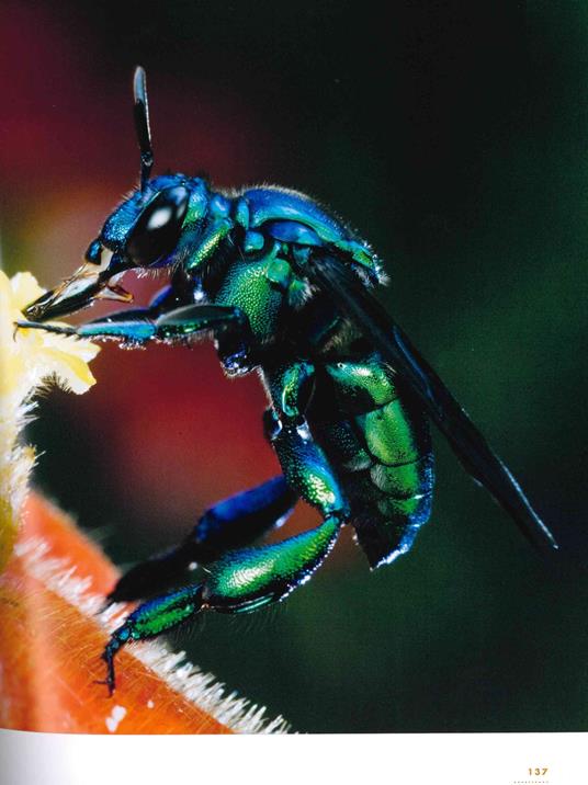 La vita segreta delle api - Christina Grozinger,Harland Patch - 3