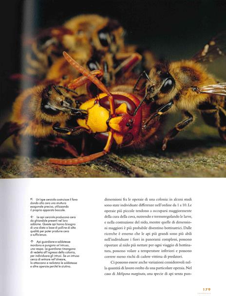 La vita segreta delle api - Christina Grozinger,Harland Patch - 4