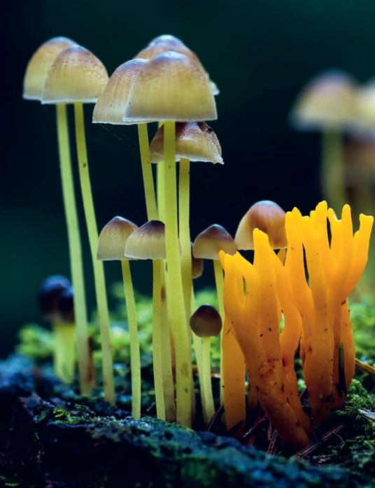 La vita segreta dei funghi - Britt A. Bunyard - 2
