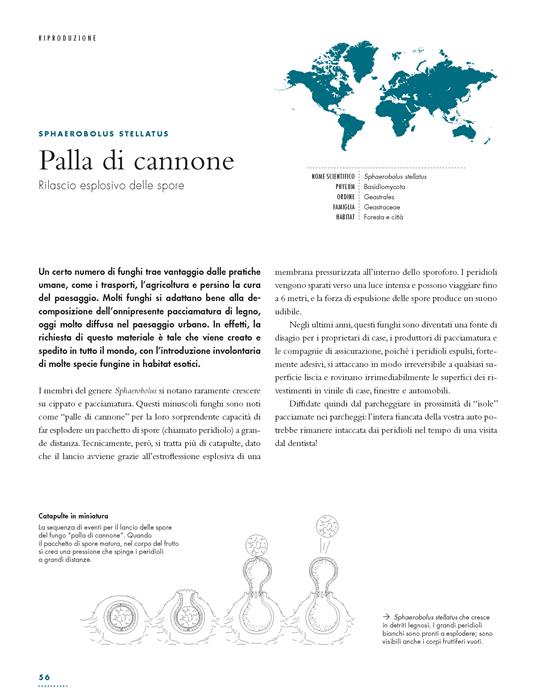 La vita segreta dei funghi - Britt A. Bunyard - 4