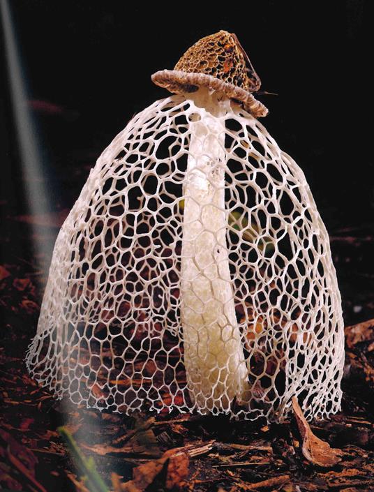 La vita segreta dei funghi - Britt A. Bunyard - 8